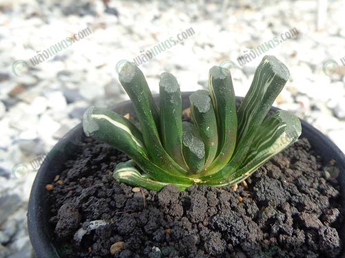 6.ต้น-Haworthia-truncata-variegata