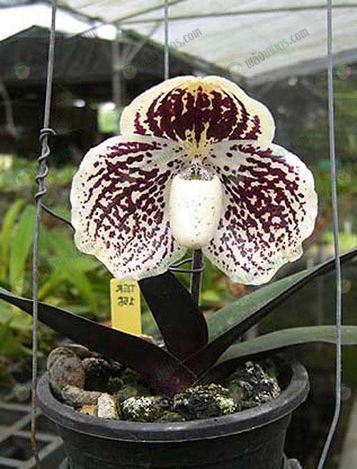 6.รองเท้านารีดอกสีครีม-paphiopedilum-godefroyae
