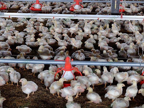 7.การเลี้ยงไก่เนื้อระบบอีแวป