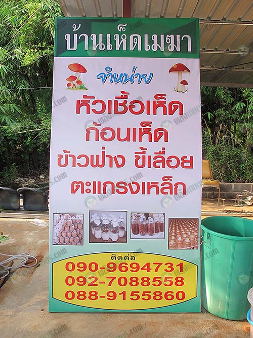 7.จำหน่ายหัวเชื้อเห็ด-ก้อนเชื้อเห็ด