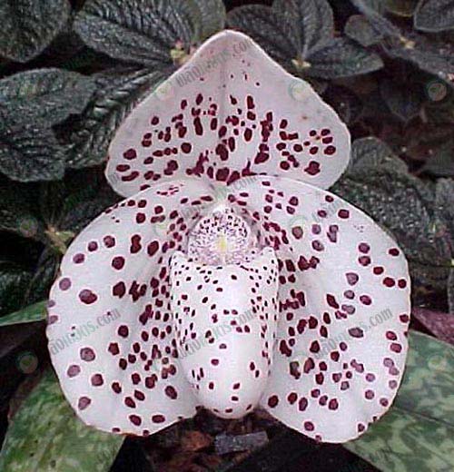 7.รองเท้านารีฝาหอย-Paphiopedilum-bellatulum
