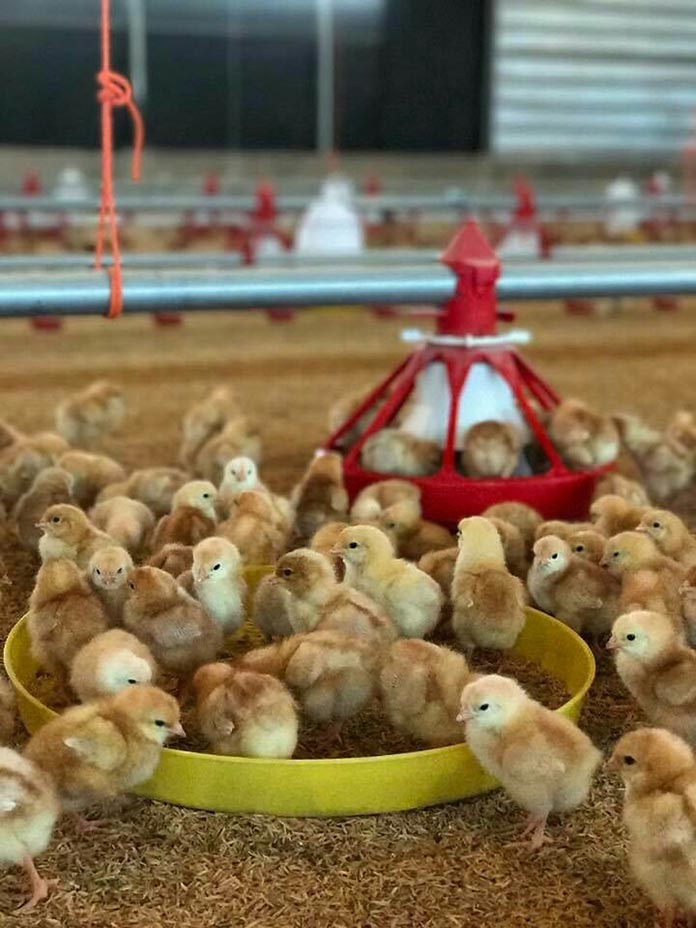 7.ลูกไก่ภายในโรงเรือน
