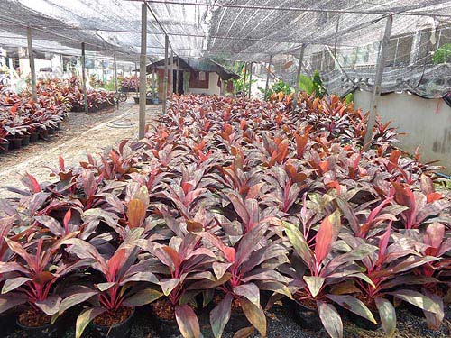 7.แสงมีผลต่อทรงพุ่มและสีสัน