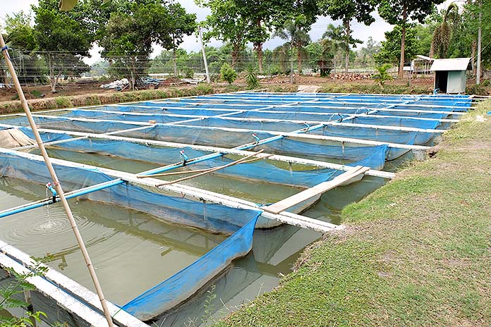 8.กระชังพักลูกปลาหลังนำขึ้นมาจากบ่อดิน