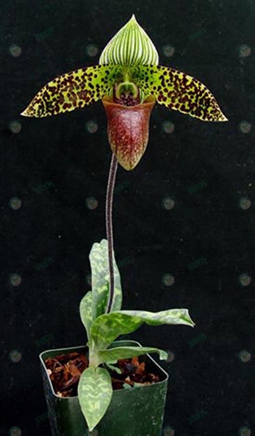 8.รองเท้านารีปีกแมลงปอ-Paphiopedilum-sukhakulii