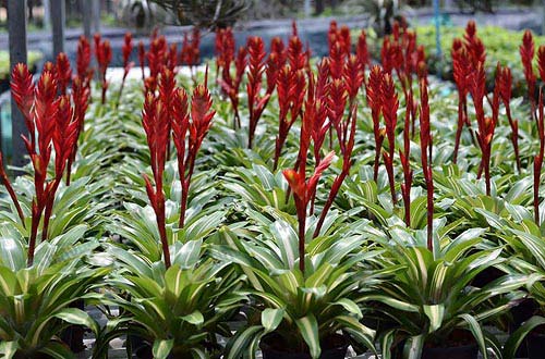 8.สับปะรดสีประเภทดอก-สีสดใส-ดอกบานทนนาน