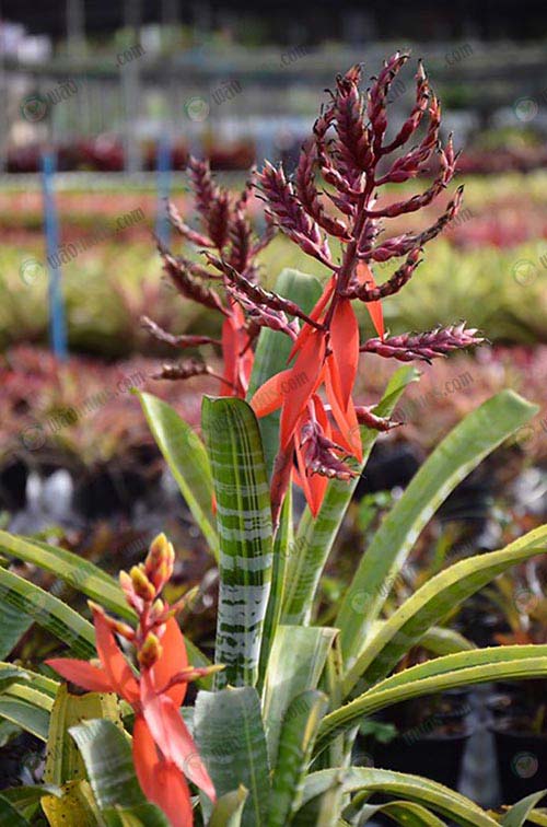 9.ดอกของสับปะรดสีกลุ่มแอคเมีย-Aechmea