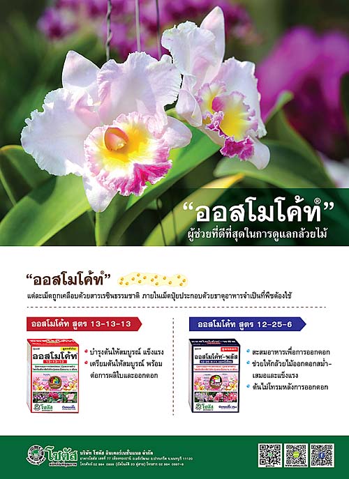 Advertisement-Banner-by-บริษัท-โซตัส-อินเตอร์เนชั่นแนล-จำกัด-www.sotus.co.th