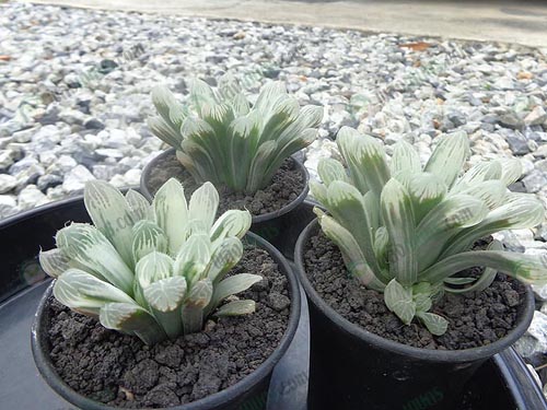 ต้น-H.cooperi-silver-swirl