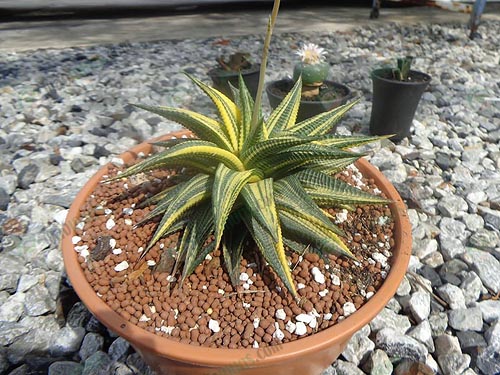 ต้น-Haworthia-limifolia-variegata-หรือ-“ม้าเวียนด่าง”