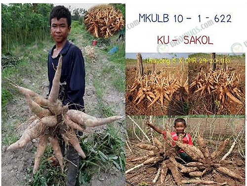 10.พันธุ์เคยู-สกลนคร
