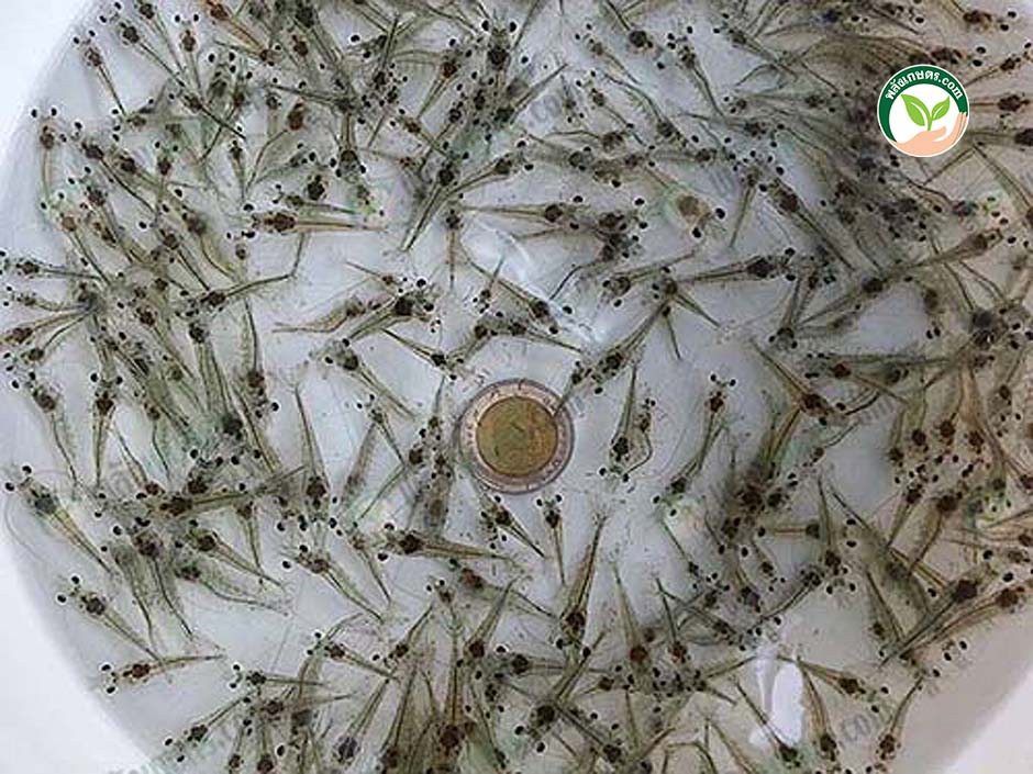 2.ลูกกุ้ง การเลี้ยงกุ้ง