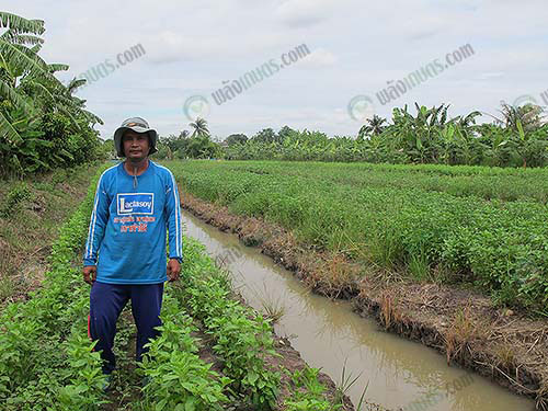 3.การปลูกผักต้นใหม่ในระบบร่องน้ำ
