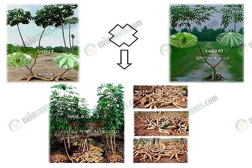 3.มันสำปะหลัง-พันธุ์เคยู-โคราช