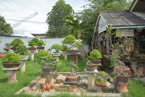 5.เทียนทะเล-หนามพรม-เกล็ดปลาหมอ-หมากเล็กหมากน้อย