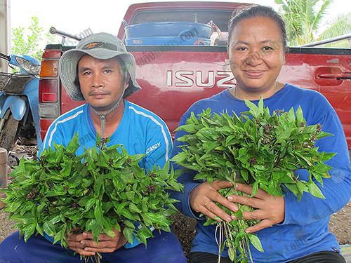 6.คุณธนบดินทร์และภรรยาคู่ใจกับผักโหระพาคุณภาพเพื่อผู้บริโภค
