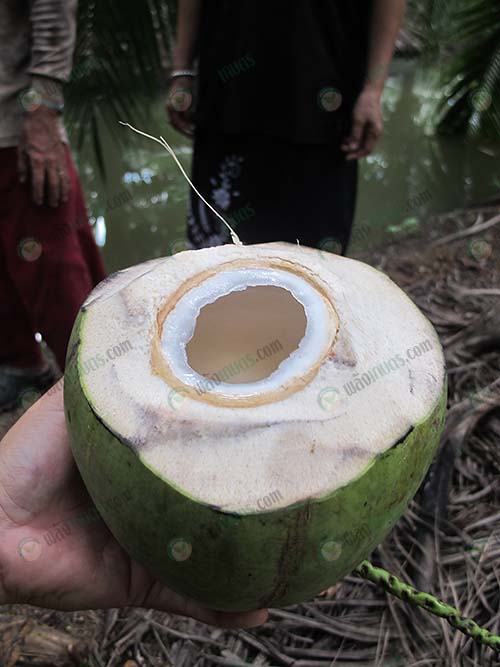 6.มะพร้าวน้ำหอมสดจากสวน-รสชาติหวาน-หอม