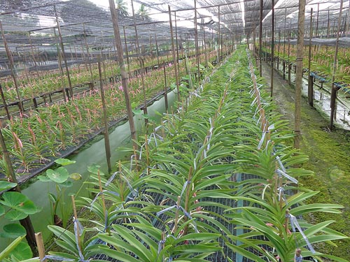7.การป้องกันกำจัดโรค-แมลงศัตรูพืข