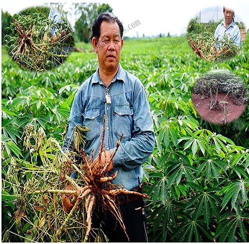 8.พันธุ์-เคยู-โคราช