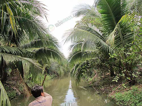 8.ระบบสวนมะพร้าวแบบร่อง