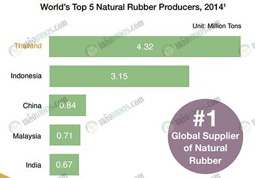 ที่มา-Rubber-Authority-of-Thailand