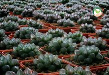 แคคตัส การปลูกเลี้ยง ฮาโวเทีย haworthia ไม้อวบน้ำ ส่งตลาดญี่ปุ่น & ต่างประเทศ 1.ต้น ฮาโวเทีย ( Haworthia ) ไม้อวบน้ำ แคคตัส