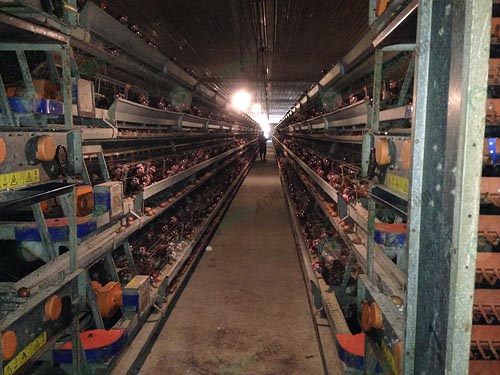 2.กรงไก่ไข่อัตโนมัติแบบ-A-Frame