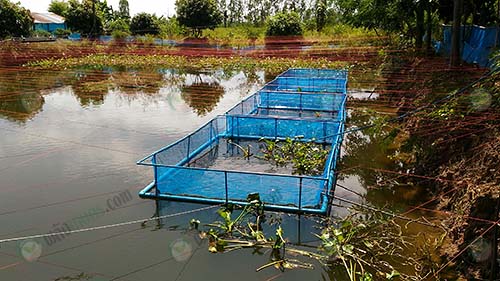2.กระชังแขวนในบ่อดิน