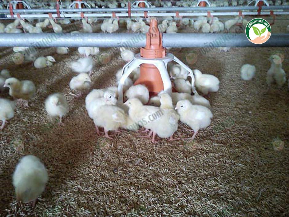 2.การป้องกันโรคระบาดในการ เลี้ยงไก่เนื้อ ใน ฟาร์มไก่เนื้อ