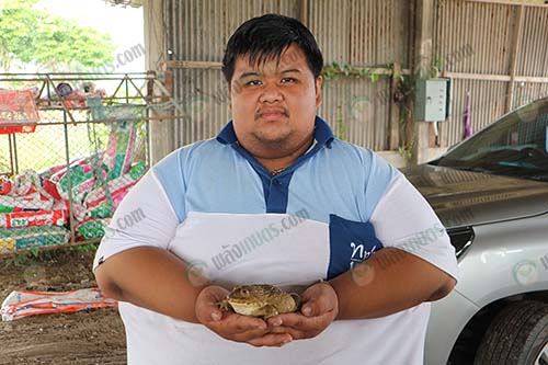 2.คุณกุณช์ปวินธ์-ต่ายใหญ่เที่ยง-ทำฟาร์มกบใน-จ.นครปฐม