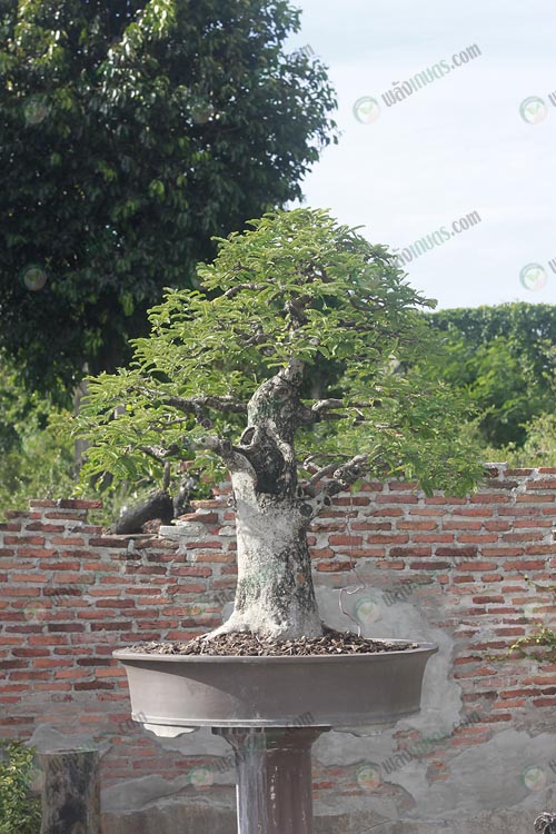 2.บอนไซไม้มะขามต้นเด่นของสวน