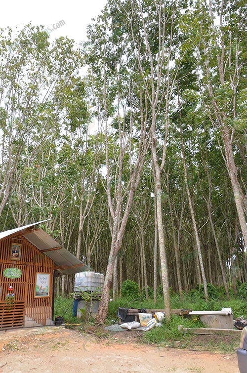 2.สวนยางพื้นที่-300-กว่าไร่