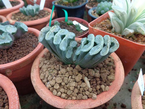 3.Haworthia-truncata-ม้าตัด