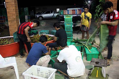 3.การจัดการผลผลิตเงาะ