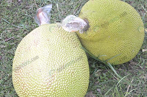 3.สายพันธุ์ขนุน