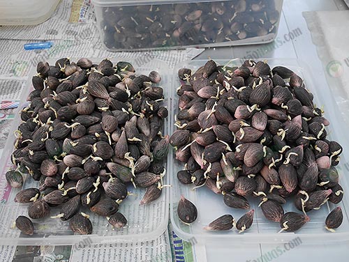 4.เมล็ดงอกเพื่อการเพาะต้นกล้าปาล์มน้ำมัน