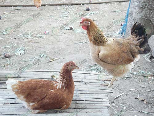 6.ไก่ไข่