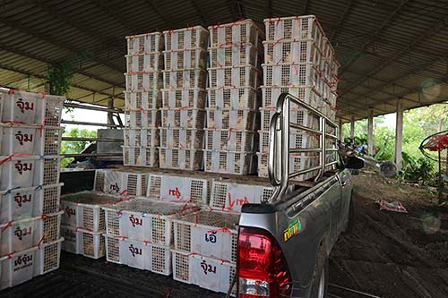 7.การขนส่งกบ