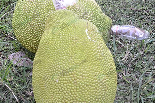 7.ผลผลิตเป็นที่ต้องการของตลาดและผู้บริโภค