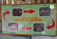 การเลี้ยงไส้เดือน ไส้เดือนดิน ทำ ปุ๋ยมูลไส้เดือน อินทรีย์ใส่ สวนยาง – สวนปาล์ม วงจรชีวิตไส้เดือน การ เลี้ยงไส้เดือน ไส้เดือนดิน ทำ ปุ๋ยมูลไส้เดือน