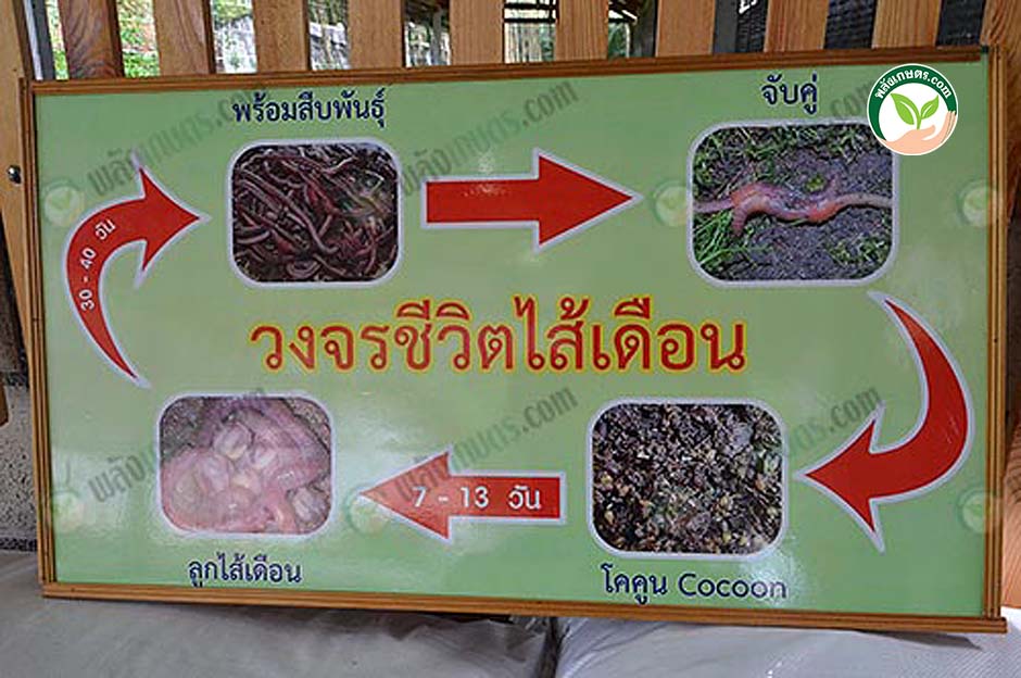 7.วงจรชีวิตไส้เดือน การ เลี้ยงไส้เดือน ไส้เดือนดิน ทำ ปุ๋ยมูลไส้เดือน