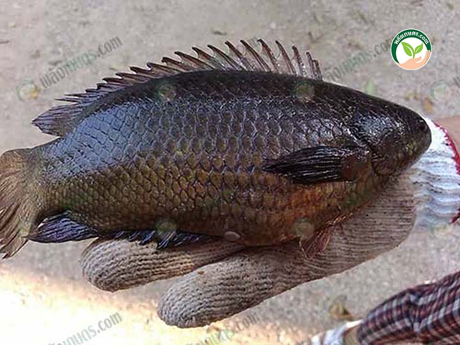 7.เกษตรผสมผสาน 20ไร่ เลี้ยงกบ ปลาหมอ ปลาน้ำจืด เลี้ยงไก่ไข่ ปลูก ไม้ผล รายได้ดี