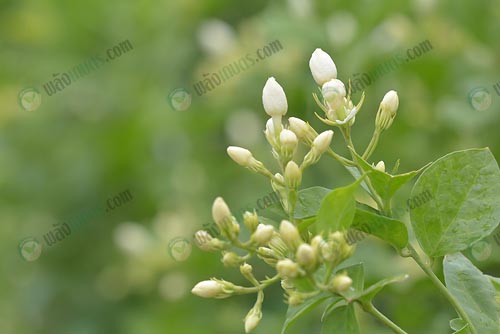 8.นำชีวภาพเข้ามาทดลองใช้-แมลงลดน้อยลง