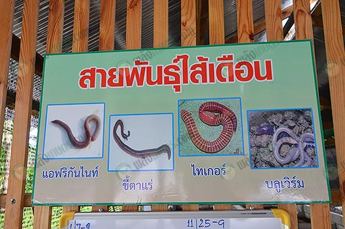 8.สายพันธู์ไส้เดือน
