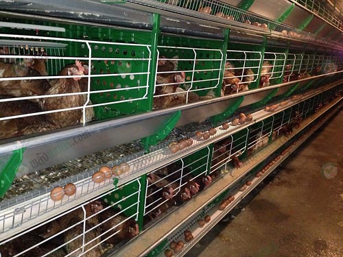 8.โรงเรือนไก่ไข่