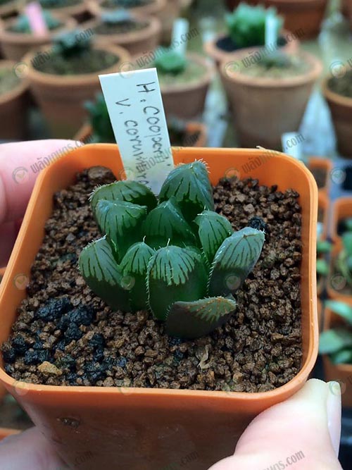 H.cooperi-v.corumurais