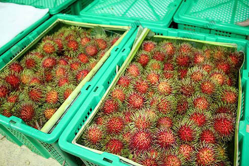ผลผลิตคุณภาพที่พร้อมออกสู่ตลาด
