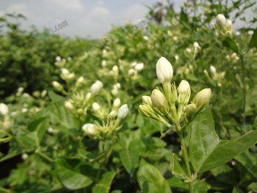 ผลผลิตเพิ่ม-กำไรเพิ่ม-ลงทุนต่ำ