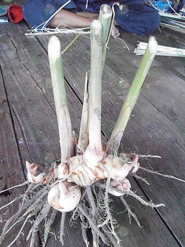 1.ต้นข่า