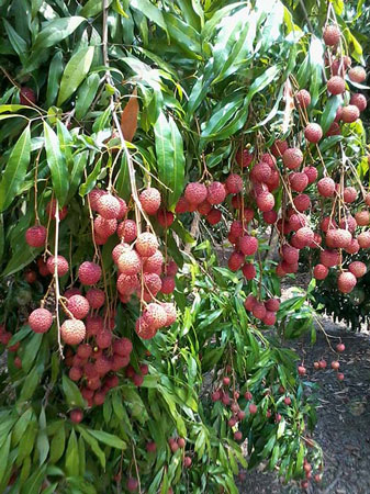 1.สวนลิ้นจี่